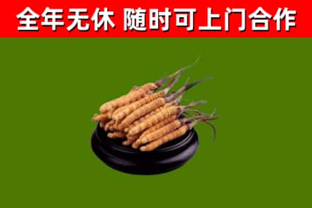 东营回收冬虫夏草