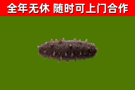 东营回收海参干